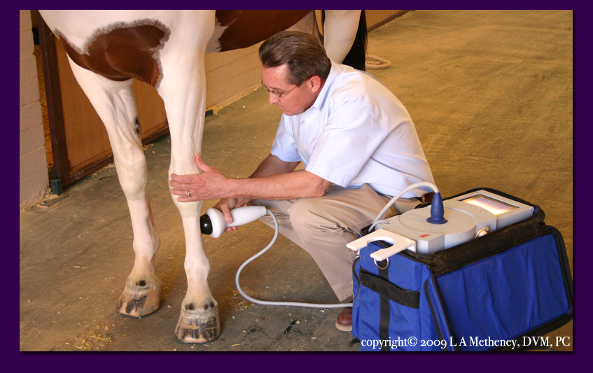 dr metheney administering shock wave therapy on an injured performance horse